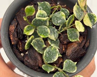 Hoya Curtisii Albomarginata | Rare Variegated Trailing Indoor