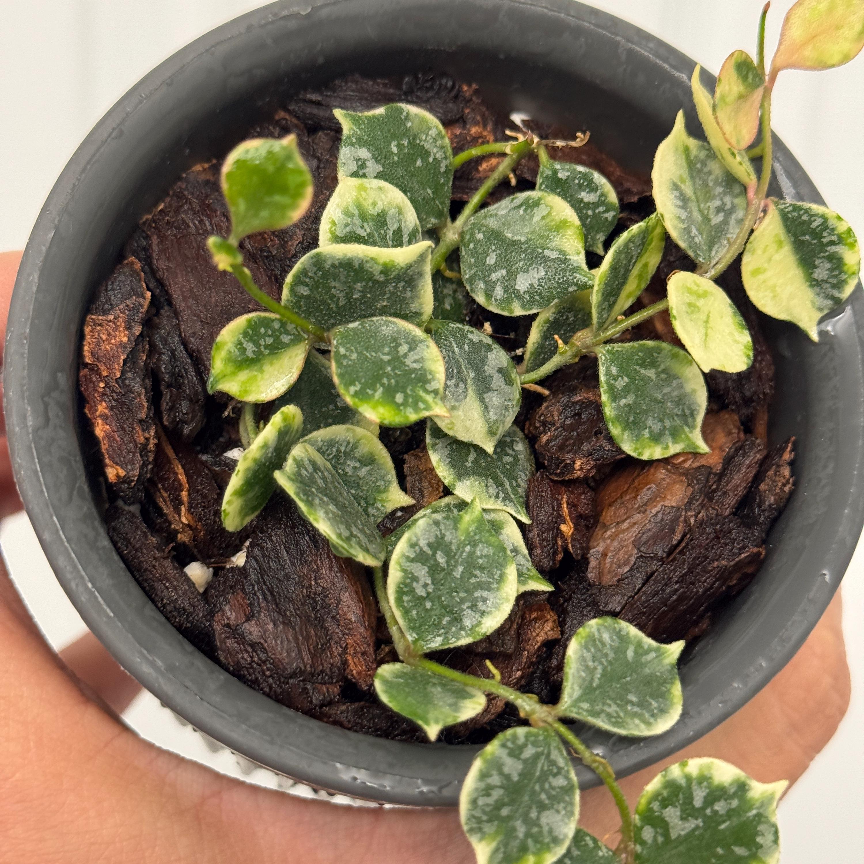 Hoya Curtisii Albomarginata | Rare Variegated Trailing Indoor
