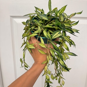 Hoya Lacunosa Variegata – Rare Variegated Wax Plant, Easy Care Houseplant