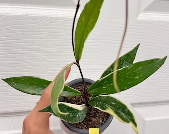 US Seller- RARE Hoya Pubicalyx Albomarginata Outer Variegated