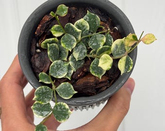 Hoya Curtisii Albomarginata | Rare Variegated Trailing Indoor