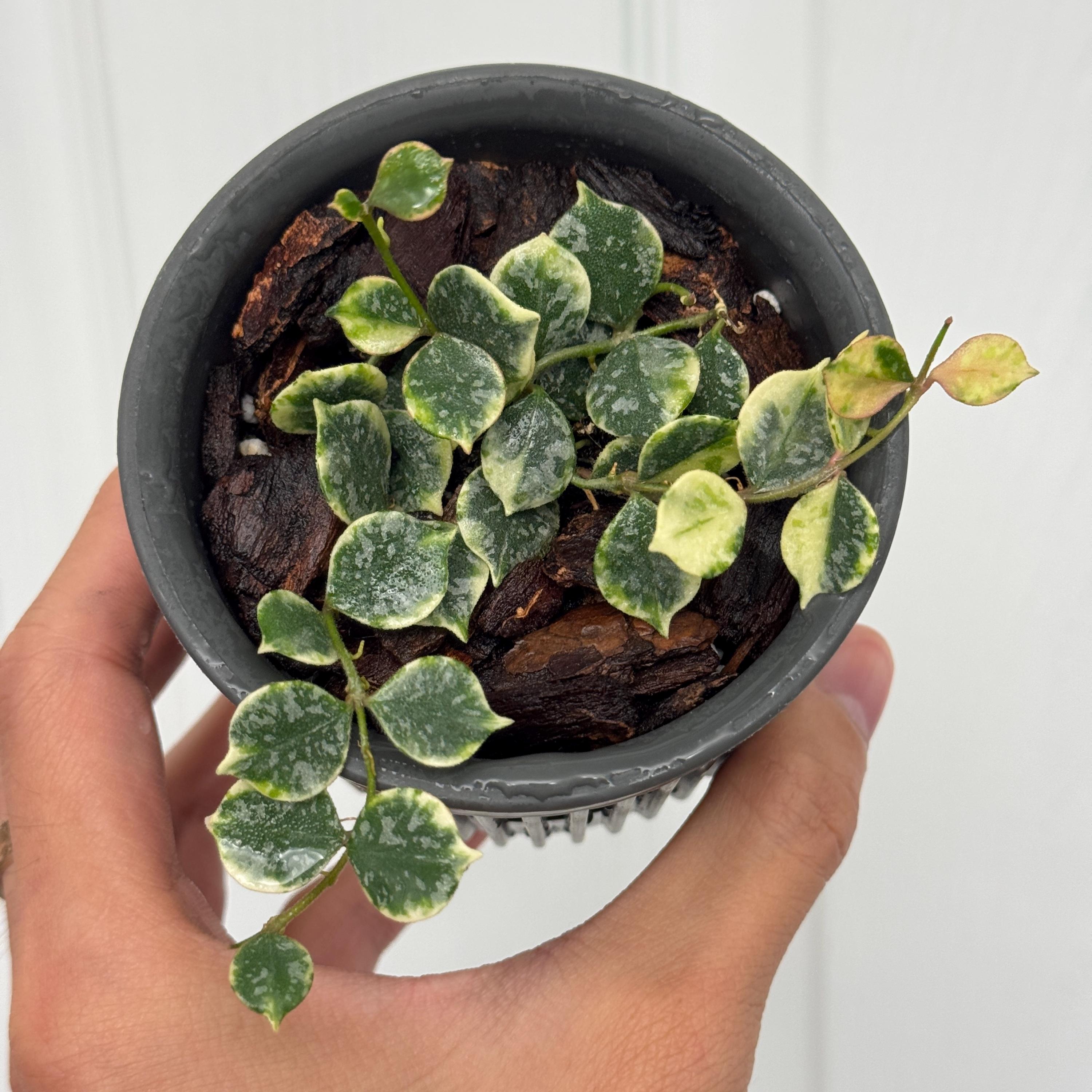 Hoya Curtisii Albomarginata | Rare Variegated Trailing Indoor