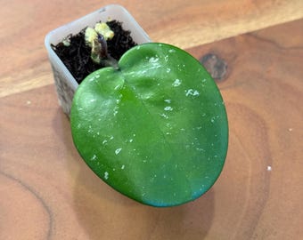 Hoya green apple | Rare Silver-Leaf Hoya | Unique Paddle-Shaped Foliage | Exotic Collector’s Indoor Plant