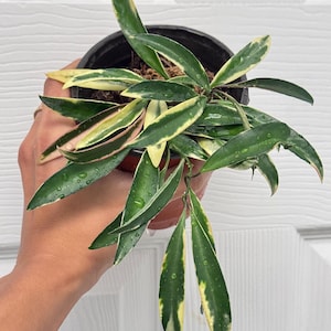 その他観葉植物 Hoya kentiana 'Lori rinn' Hoya kentiana Lori Lyn (Hoya wayetii Lori Lyn) — Girl Run Farm