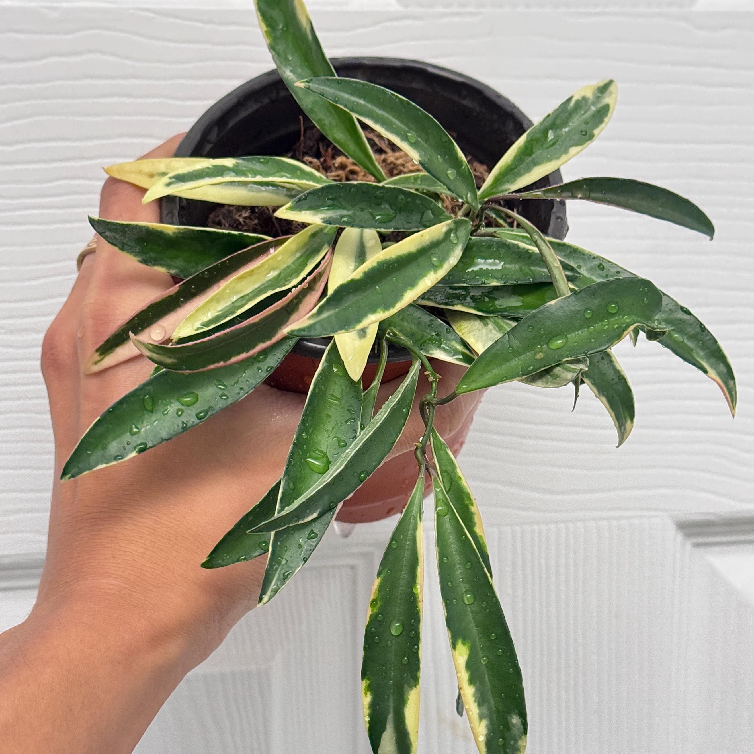 Hoya Kentiana Lori Lynn - Etsy