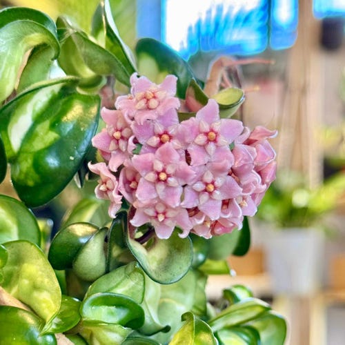 Hoya Curtisii Albomarginata | Rare Variegated Trailing Indoor