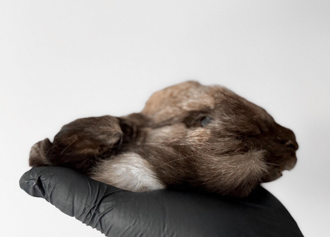 Mummified Rabbit Mummified Brown Rabbit Head - Etsy