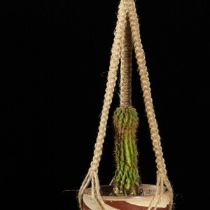 Puede incluir: Una planta de cactus verde colgando en una maceta de cerámica marrón y blanca, suspendida por un macramé de fibra natural para colgar plantas.