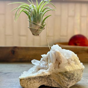 Clear Quartz Crystal with Air Plant, Beautiful Home Decor, Amazing Gift