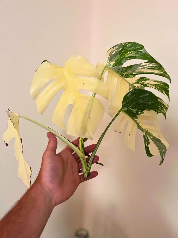 sick peace lily A New Leaf Peace Lily
