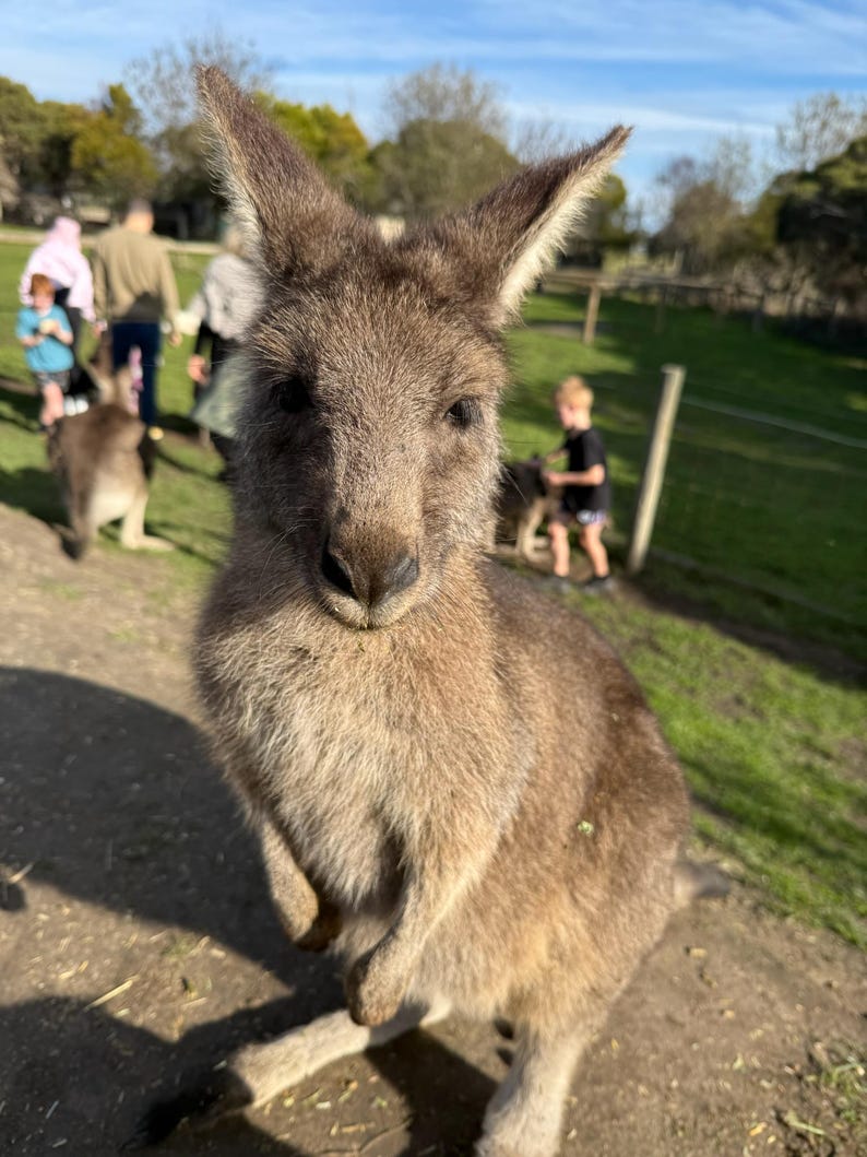 May include: A close-up of a kangaroo with brown fur, standing outdoors. The kangaroo is looking directly at the camera. Other people and kangaroos are visible in the background, along with trees and a fence.
