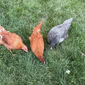 6 inch, 18 count, Cruelty Free Natural Chicken Feathers