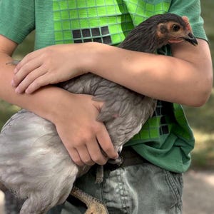 Cruelty Free Light Grey Chicken Feathers, 70 Count, Mixed Sizes