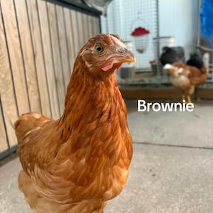 Cruelty Free Brown and Black Chicken Feathers, 40 Count, Mixed Sizes