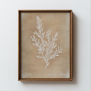 Może przedstawiać: Oprawione dzieło sztuki przedstawiające białą ilustrację botaniczną na beżowym tle. Grafika jest oprawiona w brązową drewnianą ramę. Projekt botaniczny to szczegółowe przedstawienie rośliny z delikatnymi, rozgałęzionymi liśćmi.