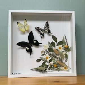 Schönes echtes Schmetterlings-Arrangement mit getrockneten Blumen in einem 12x12 weißen Schattenkastenrahmen: signiert vom Künstler