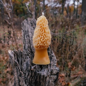 Morel Mushroom Beeswax Candles