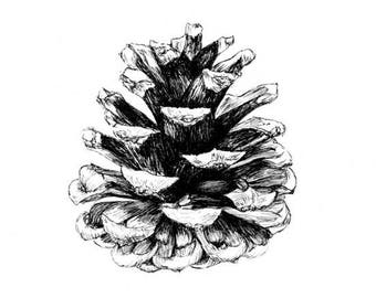 Pine Cone Print, Pine Cone Decor, Nature Art, Black And White, Minimalist Art, Fine Art Print, Botanical Illustration, Drawing, Sketch Art