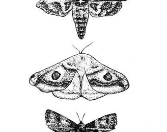 Fine Art Drawing, Moths Art, Moths Print, Nature Art, Minimalist Art, Modern Art, Modern Decor, Minimalist Print, Birthday Gift Illustration