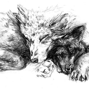 May include: A pencil sketch of two sleeping wolves, one white and one black, intertwined. The drawing captures the texture of their fur and the peacefulness of their slumber. The artwork is a study in contrasts.
