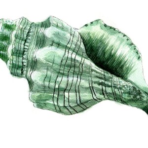 May include: Watercolor illustration of a sea shell in shades of green and black. The shell has a spiral shape with textured ridges and dark lines. The artwork is on a white background.