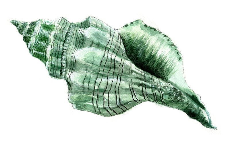 May include: Watercolor illustration of a sea shell in shades of green and black. The shell has a spiral shape with textured ridges and dark lines. The artwork is on a white background.