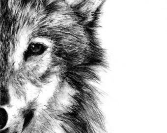 Wolf Fine Art PRINT, Illustration Print, Art Print, Pencil Drawing, Pencil Sketch, Wall Print, Home Decor, Wolf Print, Wolf Drawing Drawings