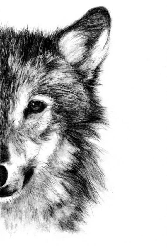 easy wolf pencil drawing