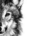 Wolf Fine Art PRINT, Illustration Print, Art Print, Pencil Drawing, Pencil Sketch, Wall Print, Home Decor, Wolf Print, Wolf Drawing Drawings