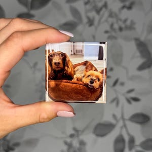 K&ouml;nnte beinhalten: Ein quadratischer Magnet mit einem Foto eines langhaarigen braunen Dackels und eines kleinen hellbraunen Terrier-Mischlings, die zusammen in einem braunen Hundebett liegen. Das Bild ist von einem d&uuml;nnen wei&szlig;en Rand umgeben.