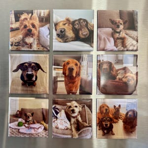 K&ouml;nnte beinhalten: Eine Sammlung von neun quadratischen Magneten mit fotografischen Portr&auml;ts verschiedener Hunderassen, darunter Golden Retriever, Dackel und Terrier, die in einem Raster auf einer metallischen Oberfl&auml;che angeordnet sind.