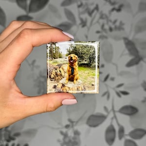 K&ouml;nnte beinhalten: Ein quadratischer Magnet mit einem Foto eines goldfarbenen Hundes, der ein dunkles Geschirr tr&auml;gt und auf einem Baumstumpf in einer bewaldeten Umgebung sitzt. Das Bild ist von einem d&uuml;nnen wei&szlig;en Rand auf der Oberfl&auml;che des Magneten umrahmt.