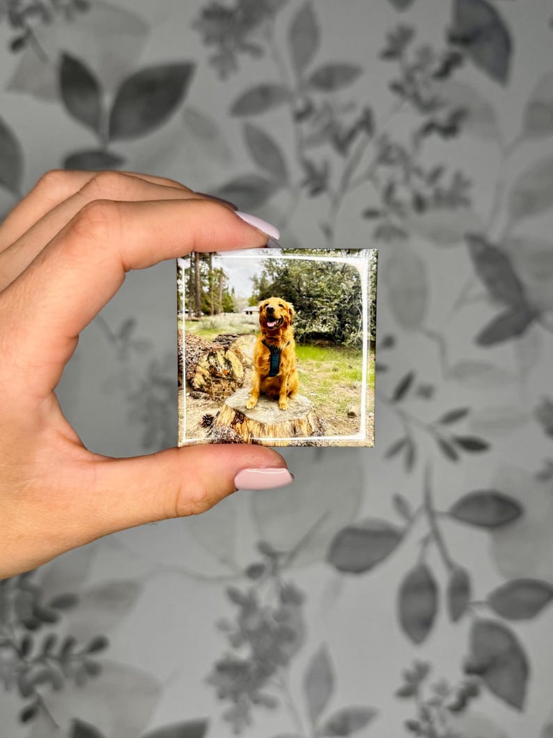 K&ouml;nnte beinhalten: Ein quadratischer Magnet mit einem Foto eines goldfarbenen Hundes, der ein dunkles Geschirr tr&auml;gt und auf einem Baumstumpf in einer bewaldeten Umgebung sitzt. Das Bild ist von einem d&uuml;nnen wei&szlig;en Rand auf der Oberfl&auml;che des Magneten umrahmt.