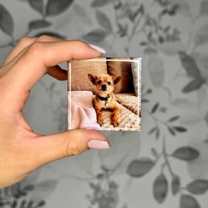 K&ouml;nnte beinhalten: Ein quadratischer Fotomagnet mit einem kleinen, hellbraunen Hund mit gro&szlig;en Ohren und einem schwarzen Halsband. Der Hund liegt auf einer strukturierten beigen Oberfl&auml;che neben einer weichen rosa Decke. Das Bild ist von einem d&uuml;nnen wei&szlig;en Rand umgeben.