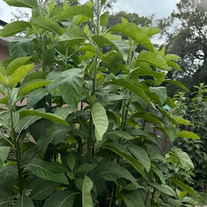 May include: A tall, leafy plant with multiple upright green stems and vibrant, pointed green leaves. The foliage is dense, featuring prominent veins and a textured surface, growing vertically toward the sky in a natural outdoor environment.