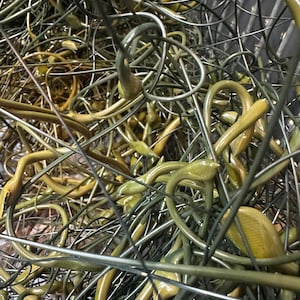 May include: A tangled assortment of metal wires and curved, yellow-green plastic pieces. The wires are silver and create a web-like structure, while the plastic elements have a smooth, glossy finish. The overall effect is a mix of industrial and organic forms.