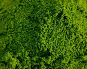 Wolffia Powder | Plant-Based Superfood Protein 300g