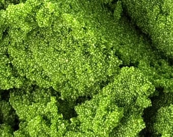 Wolffia Powder: Plant-Based Vegan Protein Superfood (200g)