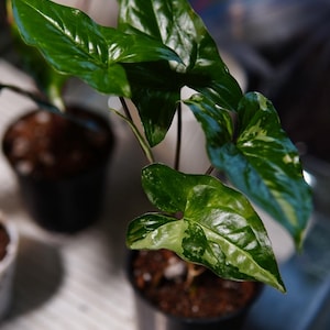 Syngonium Albo Variegated