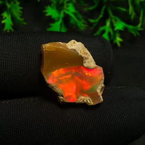 May include: A rough-cut opal gemstone with a fiery red and orange internal display. The stone has a tan exterior with a rough, natural texture. The background is a dark fabric with green foliage.