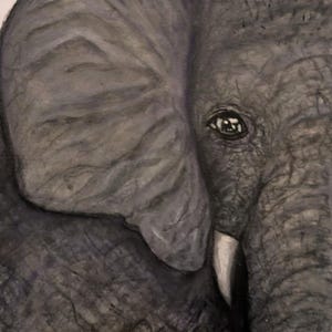 Op de afbeelding: Een houtskooltekening van een olifantenkop in profiel, met een groot, getextureerd oor, een gedetailleerd oog met zichtbare highlights en een enkele witte slagtand. De tekening gebruikt grijstinten en zwart voor de gerimpelde huid.