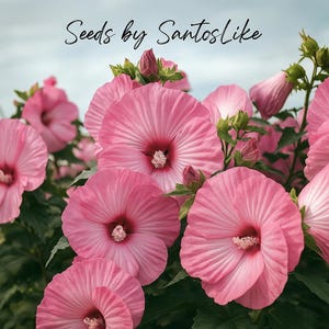 20 Pink Swamp Mallow Rose Seeds: Hardy Hibiscus moscheutos, Pollinator-Friendly