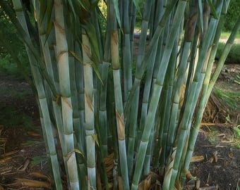50 Blue Bamboo Seeds - Exotic Clumping Bamboo, Privacy Hedge, Fast Growing Garden Shade Plant