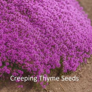 1000+ Creeping Thyme Seeds (Thymus serpyllum) – Perennial Purple Groundcover – Fragrant Lawn Alternative