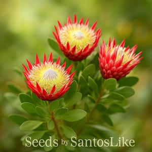 5 King Protea Seeds, Protea cynaroides, Giant Blooming Flower, Drought-Tolerant, Exotic Ornamental Plant, Rare Garden Seeds
