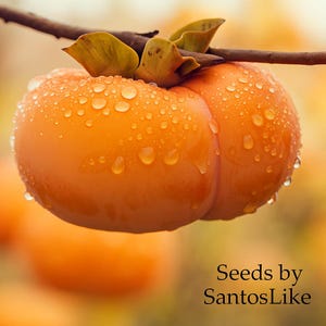 10 Japanese Persimmon Tree Seeds: Grow Your Own Sweet Fruit Trees
