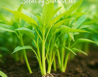 Water Spinach Seeds: Kong Xin Cai, Ong Choy - Asian Stir-Fry Green