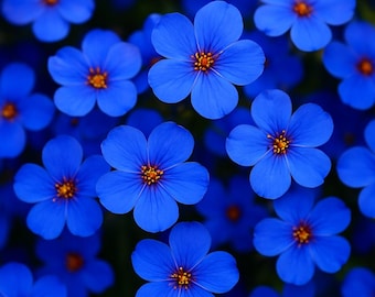 Creeping Thyme Seeds 100pcs - Blue Ground Cover, Thymus Serpyllum, Fragrant Herb Flower, Non-GMO Perennial