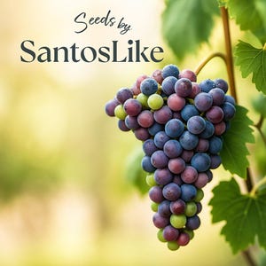 20 Wine Grape Seeds, Vitis vinifera, Grow Your Own Vineyard, Hardy Fruit Vine, Sweet Juicy Grapes, Organic Garden Seeds