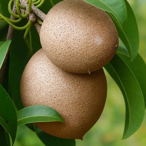 10 Sapodilla Tree Seeds, Manilkara zapota, Tropical Sweet Fruit, Rare Exotic Tree, Grow Organic Chikoo at Home